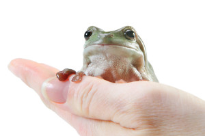 Frosch in Hand